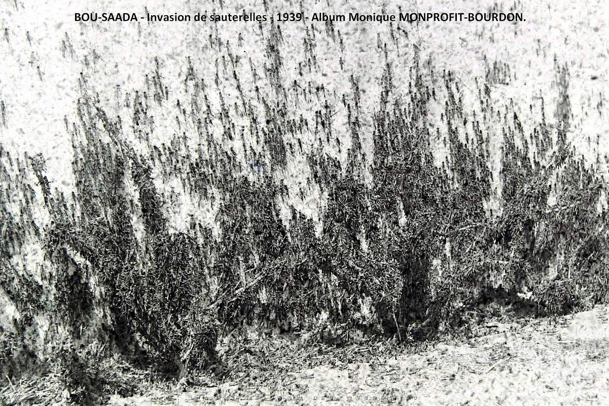 1- Bou-Saada 1939 Invasion de sauterelles (3).JPG